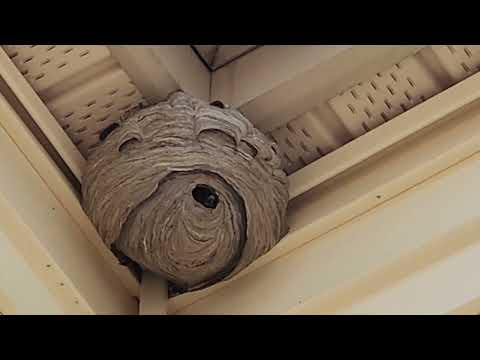 Extremely Aggressive Bald-Faced Hornets Nest Found on the Soffit in Branchburg, NJ