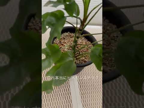園芸 ミニモンステラ、モンステラ ジニー、フィロデンドロン ジニー