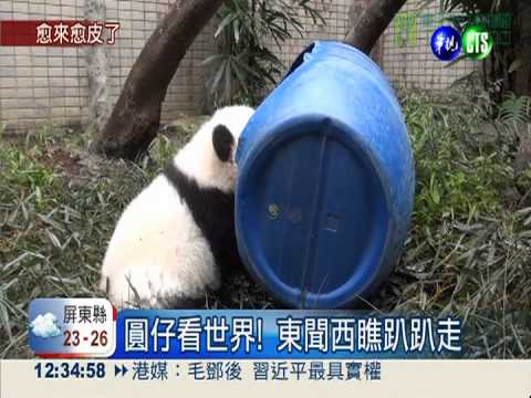 世界真奇妙! 圓仔耍賴不回家