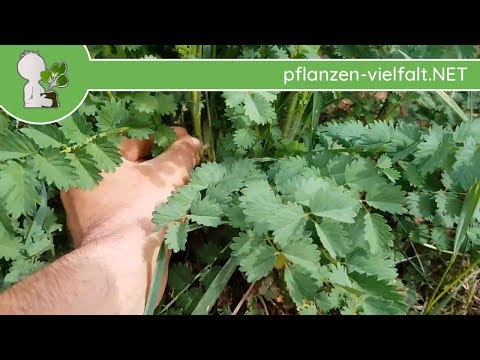 Kleiner Wiesenknopf - Blätter - 28.04.18 (Sanguisorba minor) - essbare Wildpflanzen bestimmen