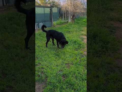 Regalo AXEL CERCA DISPERATAMENTE CASA