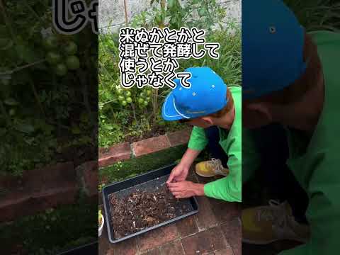 トマトの前に何を植えますか？緑の肥料と必需品のカトラリーに注目してください。  庭園