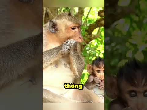 Khỉ Mẹ Gãy Răng Vì Cắn Bể Bật Lửa Của Du Khách #thếgiớiđộngvật