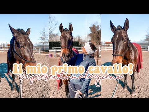 Il mio primo cavallo in mezza fida❤️