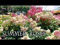 Summer Roses Of Keisei Rose Garden 2022 京成バラ園 4k Rose