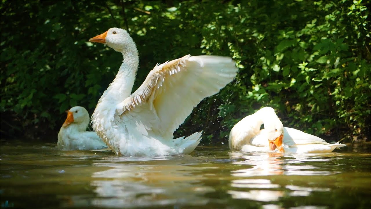 Institute for Computational Sustainability (ICS), Cornell University