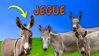 Som dos Animais?Conheça o Som do Jegue