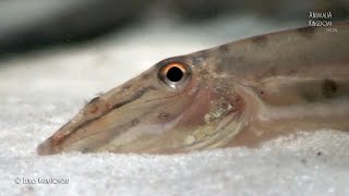 Horsehead Loach (Acantopsis choirorhynchos) - Close look - Animalia Kingdom Show