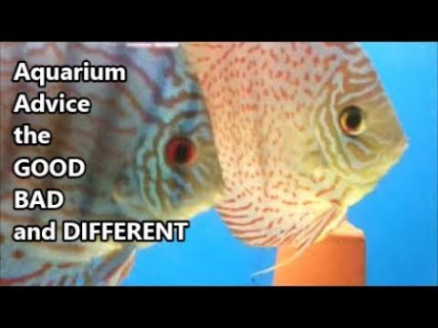 Australia's Discus King - And Aquarium Advice