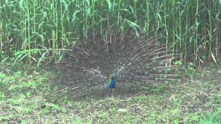 preview picture of video 'peacock dance,peafowl dance,Pavo Taos, Peacock displaying feathers during dancing...........'