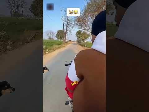 ليه الكلاب بتجري ورا العجل والموتوسيكلات؟ 😳🐶 #shorts