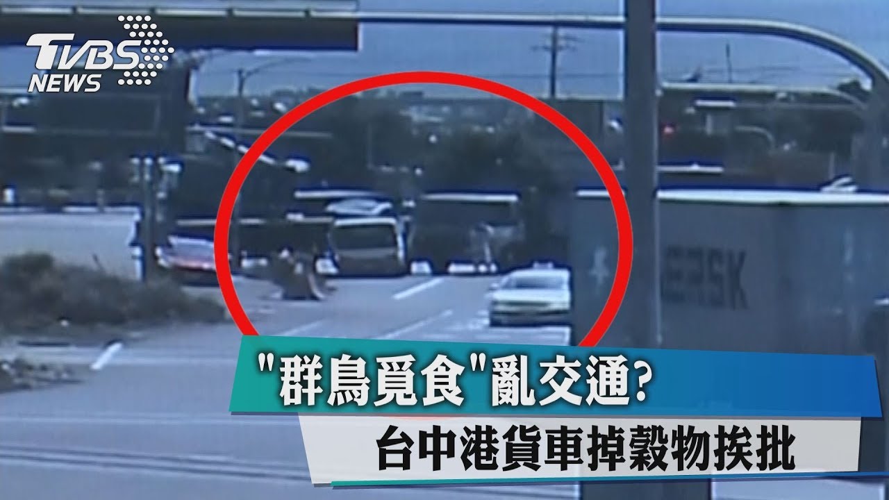 群鳥覓食亂交通? 台中港貨車掉穀物挨批