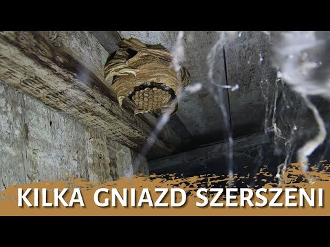 Several hornet nests - nest removal - nest elimination - hornet nest - hornets