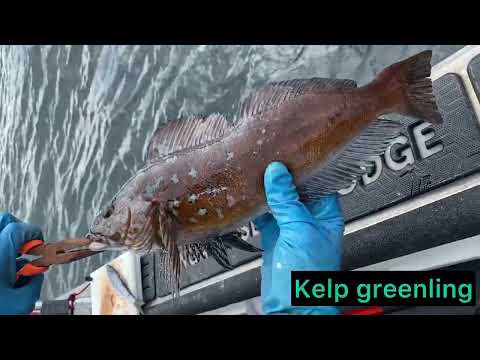 Langara Island Fishing Trip 2025