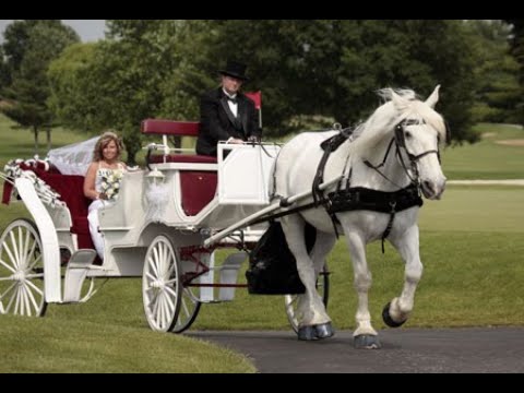 Bride's "Surprise" Horse and Carriage Ceremony Entrance