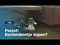 Chickmagnet te koop! | RTV Oost