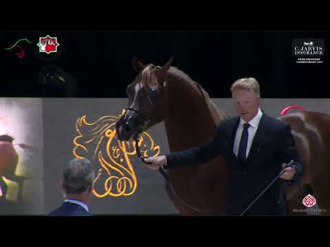 N 100 AL ARYAM SHABAB   Arab Breeders Championship 2023   Stallions Section A Class 6A