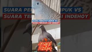 Download lagu suara perkutut empuk di dengar vs suara tekukur memadu kasih #platm #suaraperkutut #suaratekukur mp3 Download lagu suara perkutut empuk di dengar vs suara tekukur memadu kasih #platm #suaraperkutut #suaratekukur mp3