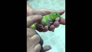 Baby Birds, Hand Fed Parrotlet's For Sale.