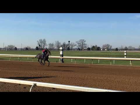 Abyssinian 3/19 @KEE