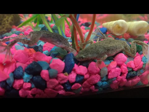 3rd YouTube video about how long can african dwarf frogs go without food