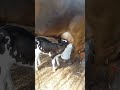 Bezerro De 1 Dia