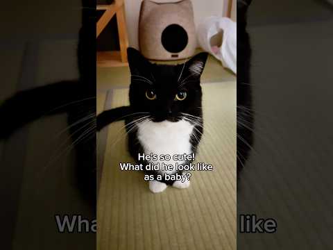 He grew up, but stayed adorable  #catsofyoutube #cutecat #uni