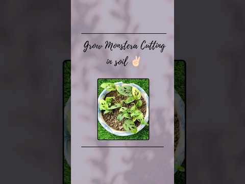 Monstera plant propagation✌#soil #plants #grow #shorts #shortvideo #shortsfeed #subcribe #yt