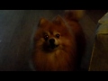 Stuttering Dog