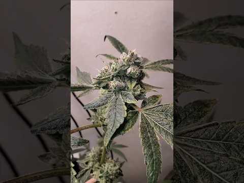 Chikitaz From Cipher Genetics