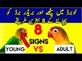 How To Check Age Of Love Birds Love Birds Age Confirmation Age Of Love Birds