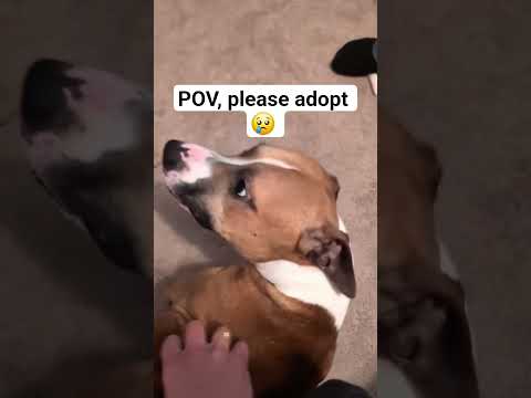 POV, please adopt 😢 and donate food link in our bio #NYC#LosAngeles#Chicago#Texas#Florida#california