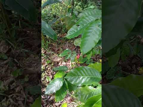 15 enero 2026 granja el canal albania caqueta