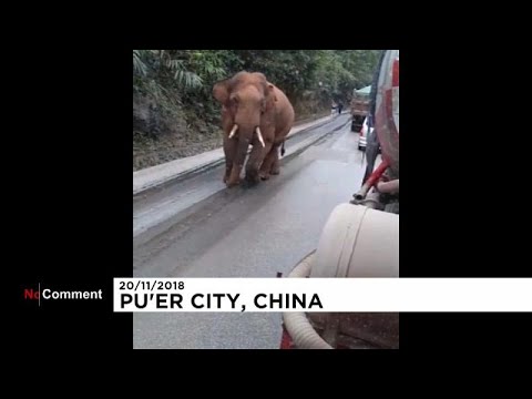 China: Elefant zu Besuch