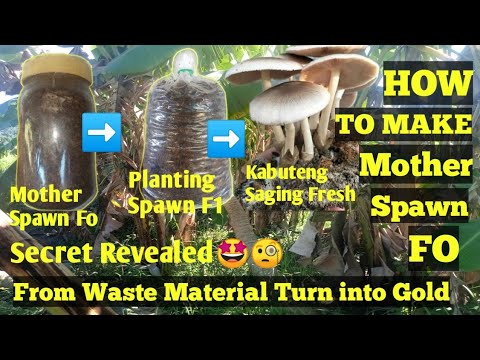 Paano gumawa ng binhi ng mushroom Fo kabuteng saging ( volvariella mushroom ) for beginners