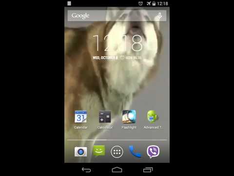 Husky licks glass Video LWP