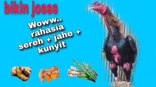 Download lagu Cara cepat memulihkan stamina ayam pasca abar dan membuat ayam merah merona😎. mp3