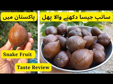Snake Fruit In Pakistan | Taste Review | Salak Fruit | Rare Garden