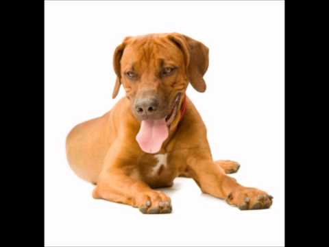Rhodesian Ridgeback
