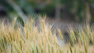 Sting - Fields of Gold (Michael Bolton feat. Eva Cassidy) Монтаж Евгений Панов