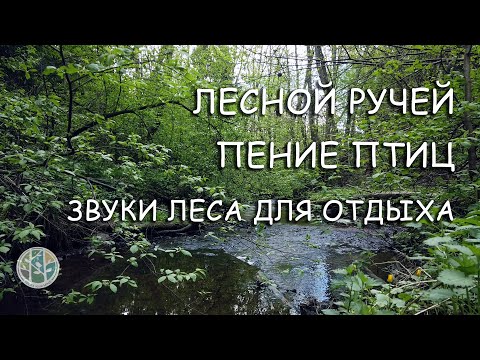 Забыть о проблемах поможет пение соловья и журчание лесного ручья