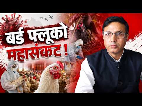 के कोभिडभन्दा घातक हुन सक्छ बर्डफ्लू ? मासु र अण्डा खाने कि नखाने ? [भिडियो]