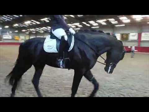 King Time - Franklin x Vivaldi | Moonstone Stables | Rachael Ivtsan Dressage