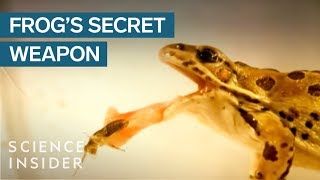Frogs Have A Secret Weapon To Catch Their Prey
