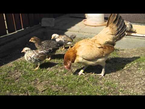 NataliaNana1’s Video 107718521991 dbcV_jCI-kg