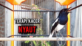 Download lagu SUARA BURUNG kacer gacor NGEPLONG tarung ini paling ampuh buat PANCINGAN KACER agar EMOSI NYAUT mp3 Download lagu SUARA BURUNG kacer gacor NGEPLONG tarung ini paling ampuh buat PANCINGAN KACER agar EMOSI NYAUT mp3