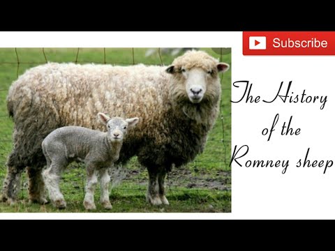 The History of the Romney sheep