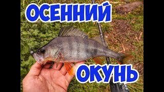Как клюет окунь в конце октября