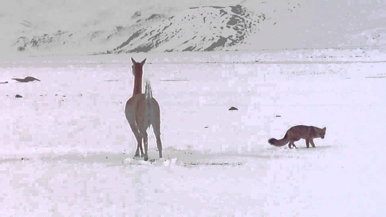 Vicuña persigue a zorro en el Parque Nacional Nevados Tres Cruces