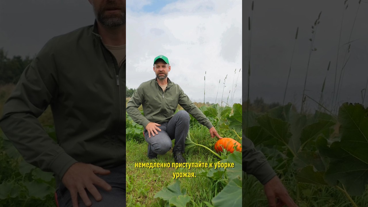 Тыква мигом созреет, станет слаще и будет дольше храниться, если сделать так прямо сейчас!